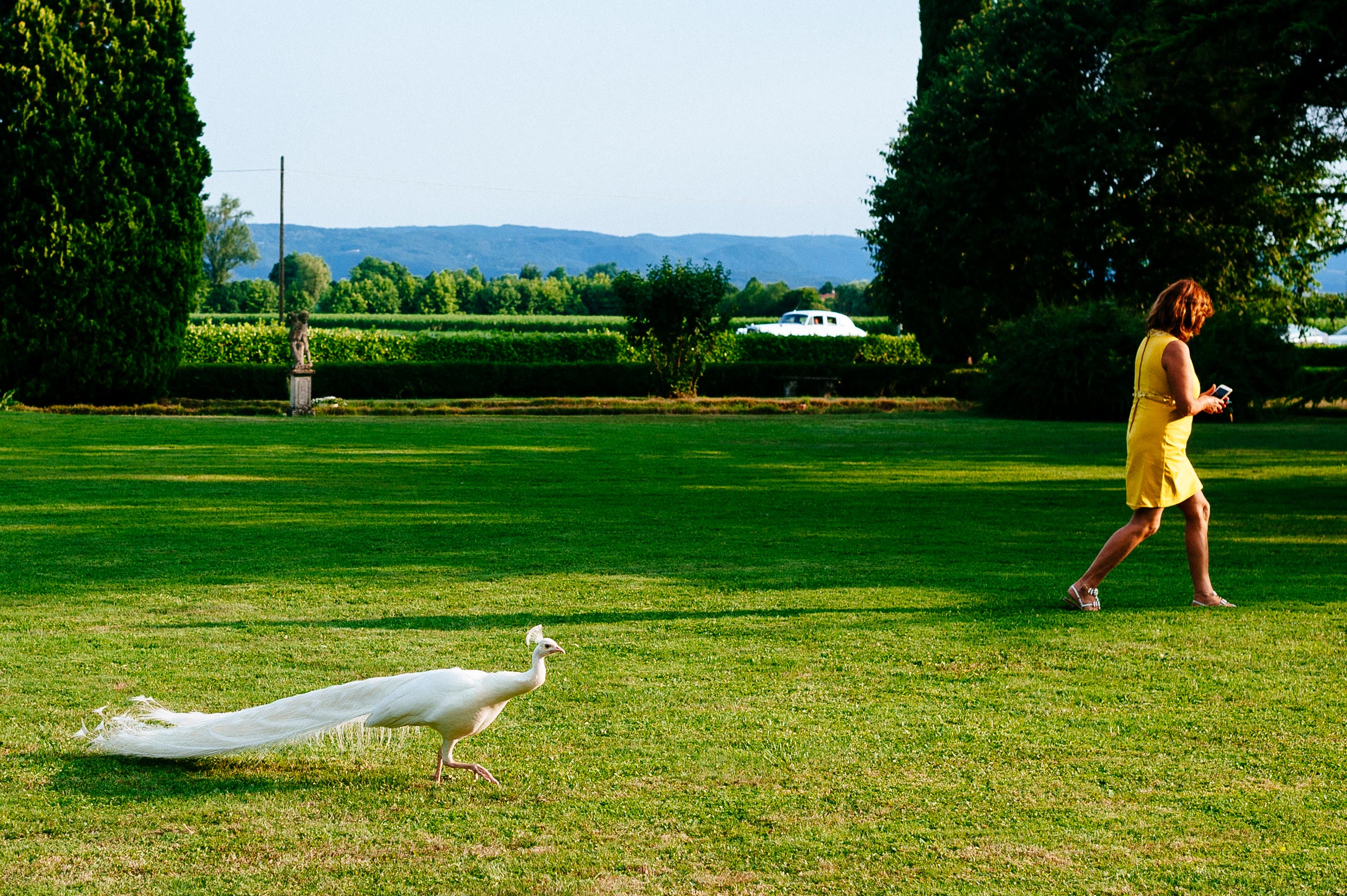white peacock wedding italy